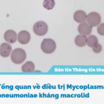 Tổng quan về điều trị Mycoplasma pneumoniae kháng macrolid.
